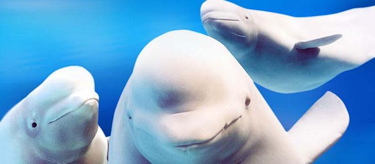 beluga whale habitat. Beluga Whales