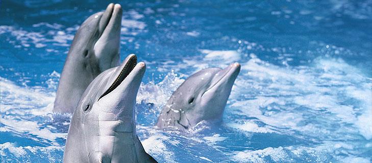 Marineland Dolphins Niagara Falls Marineland Dolphins