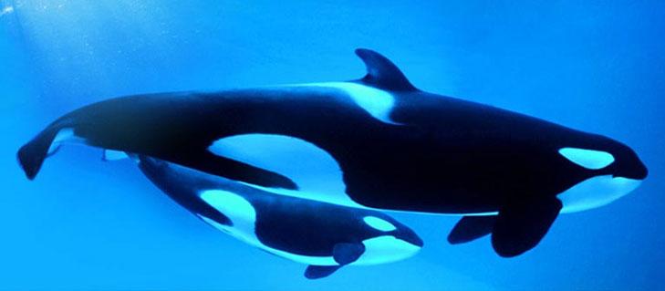 Killer Whales at Marineland Killer Whales