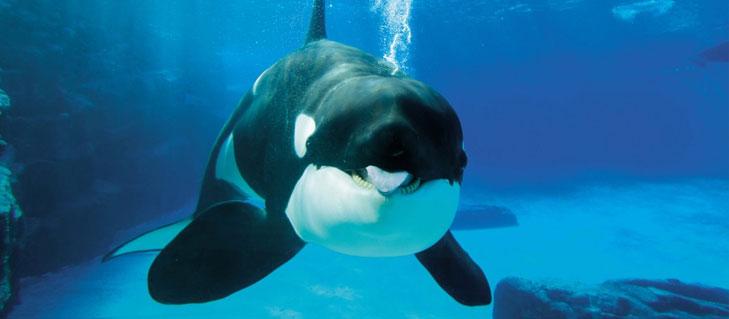 Marineland Niagara Falls Marineland