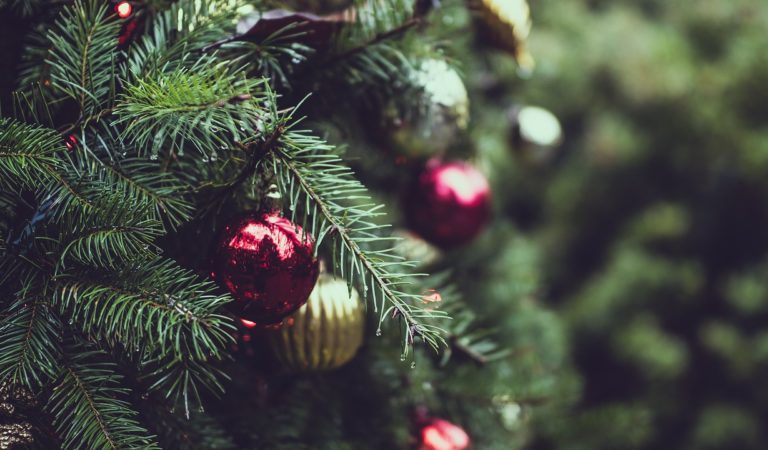 Where To Pick Real Christmas Trees In Niagara Where To Pick Real Christmas Trees In Niagara