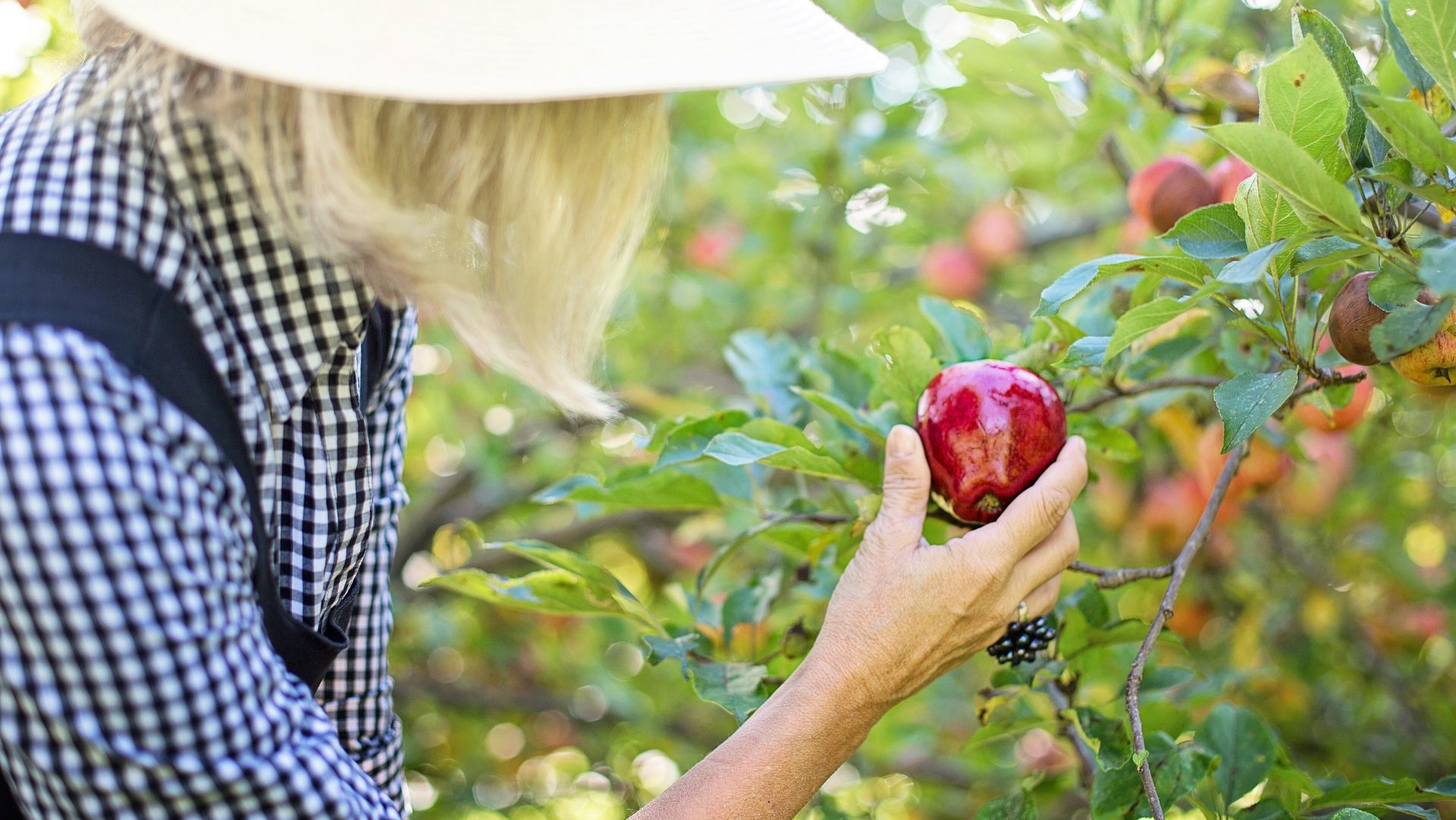 Where To Go For Fruit Picking In Niagara Clifton Hill Blog