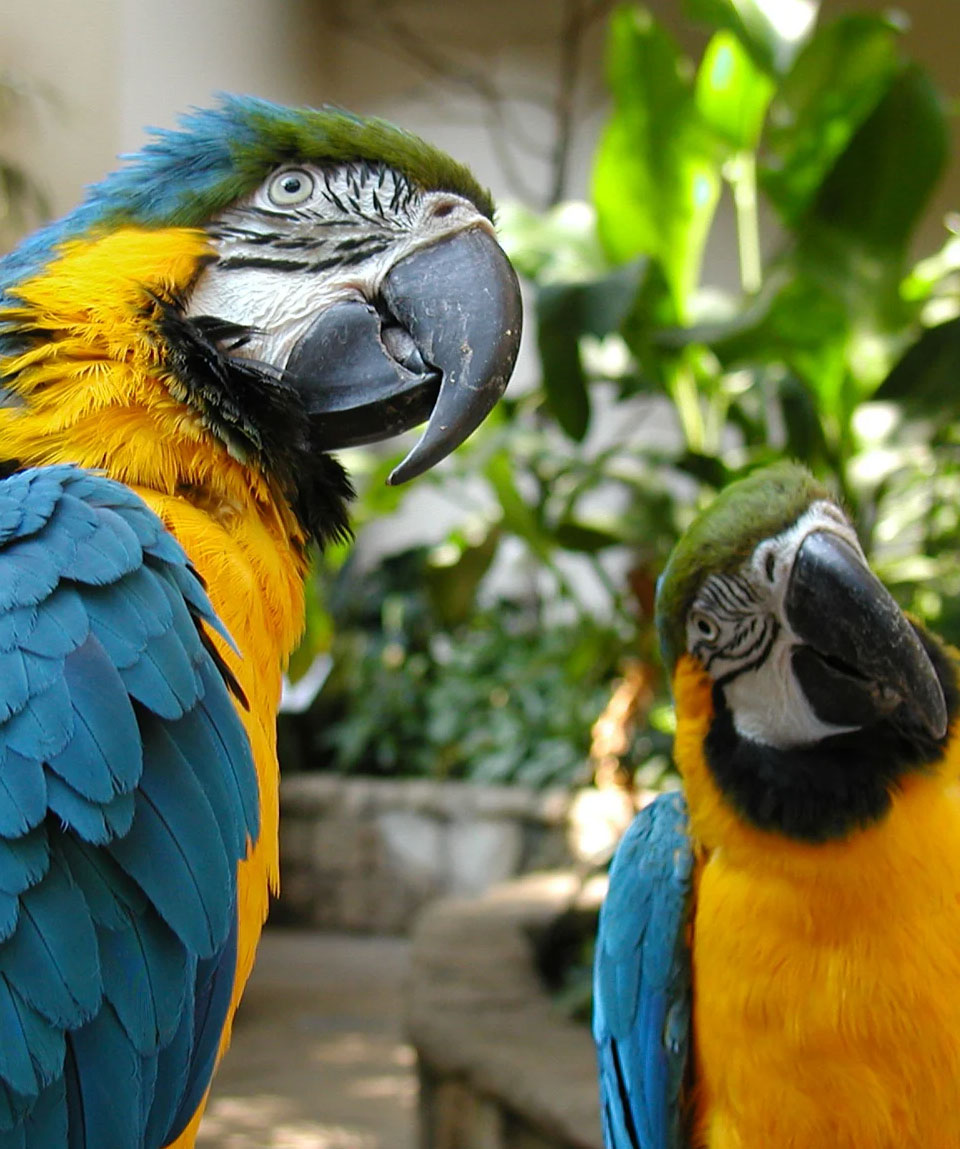 Bird Kingdom Macaw Parrots