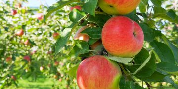 Apple Fruit Picking Niagara