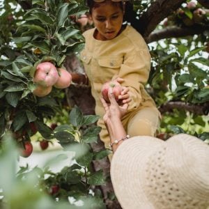 Fruit Picking Niagara