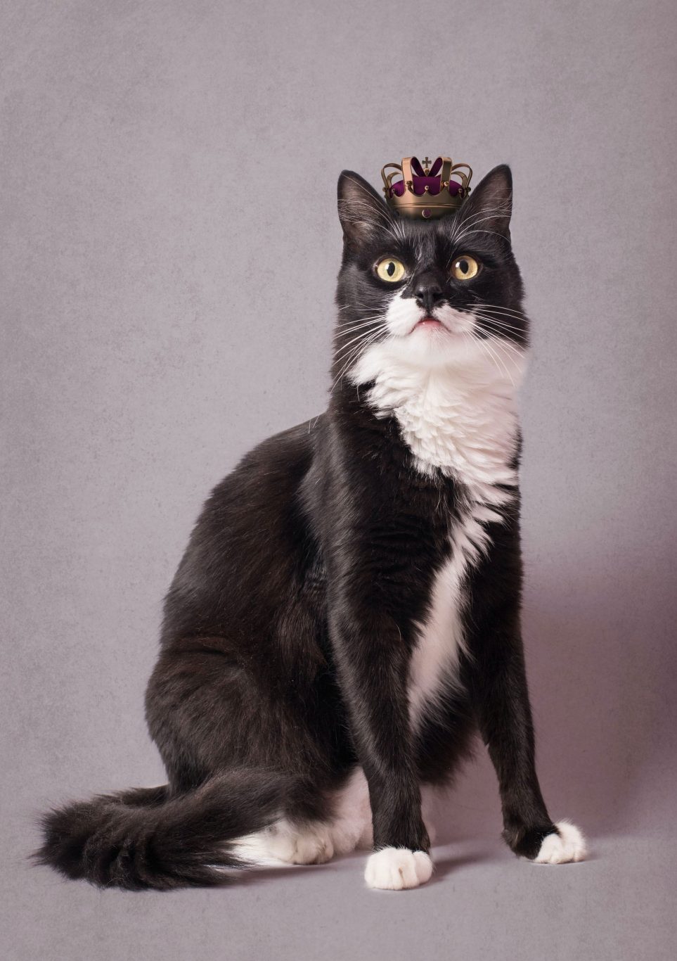 Crown Cat