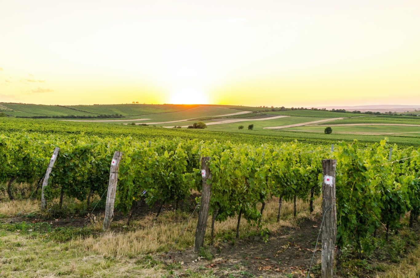 Niagara Winery