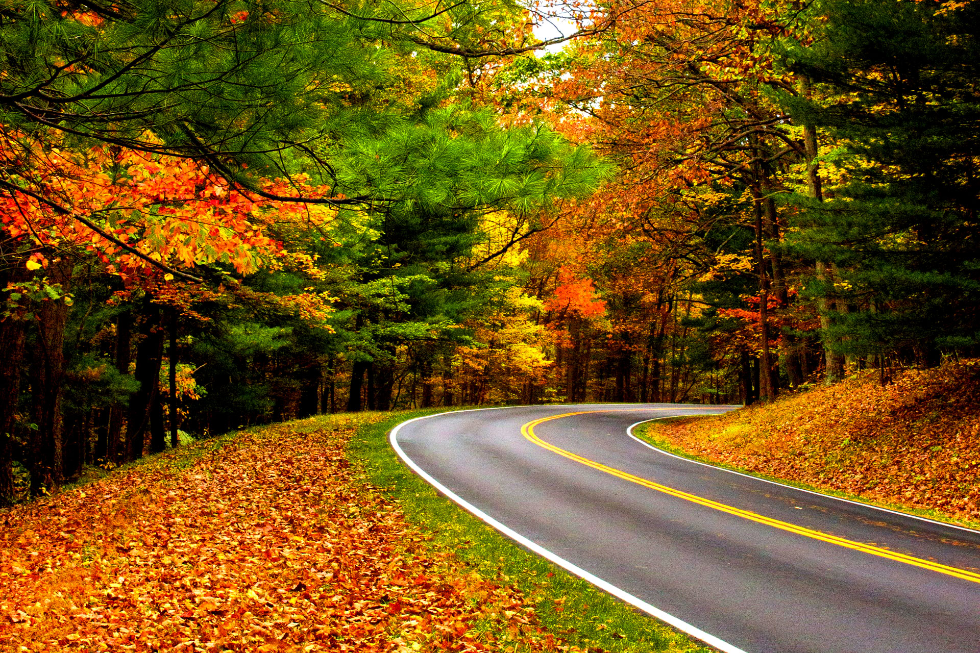 Niagara Parkway Fall Colours