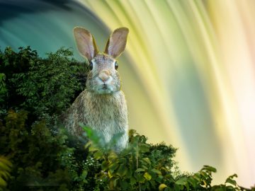 Year of the Water Rabbit