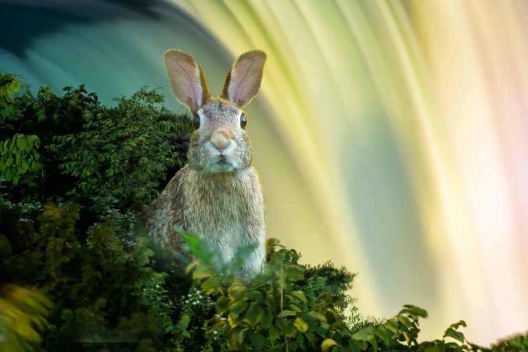 Year of the Water Rabbit