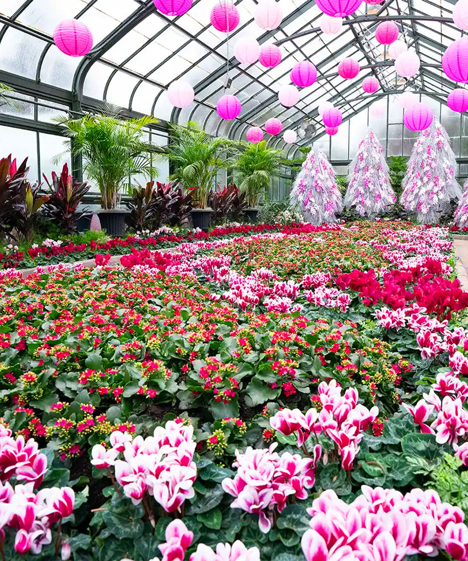 Cyclamen Display Niagara Falls