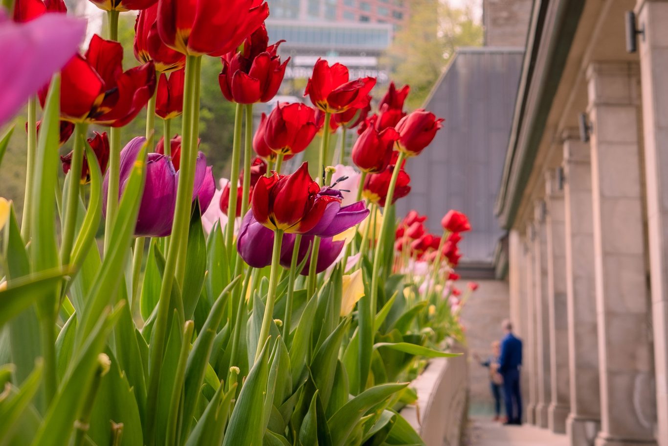 Niagara Falls Floral Blooms Tulips at Oakes Garden Theatre