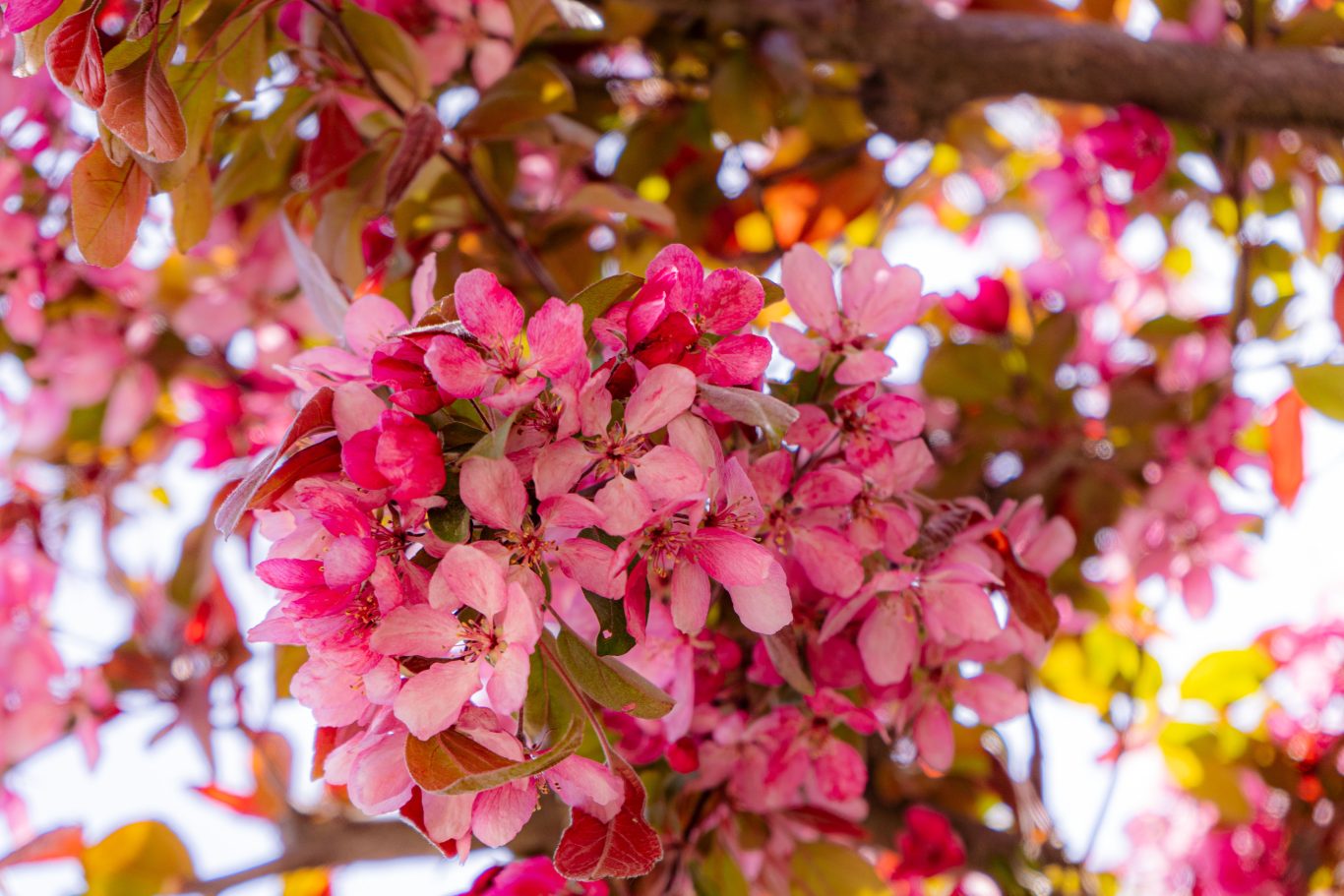 Cherry Blossums