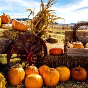 Pumpkin Farms Niagara