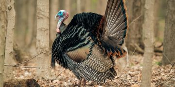 Turkey on the loose