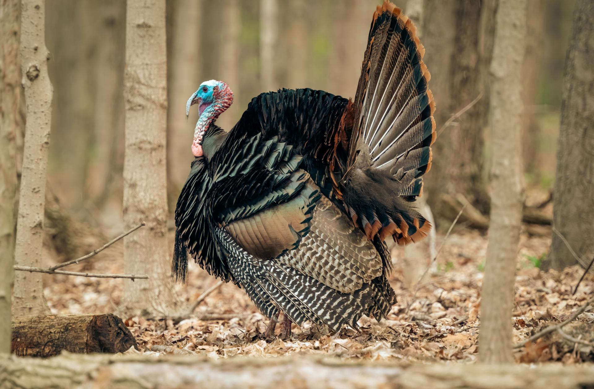 Turkey on the loose