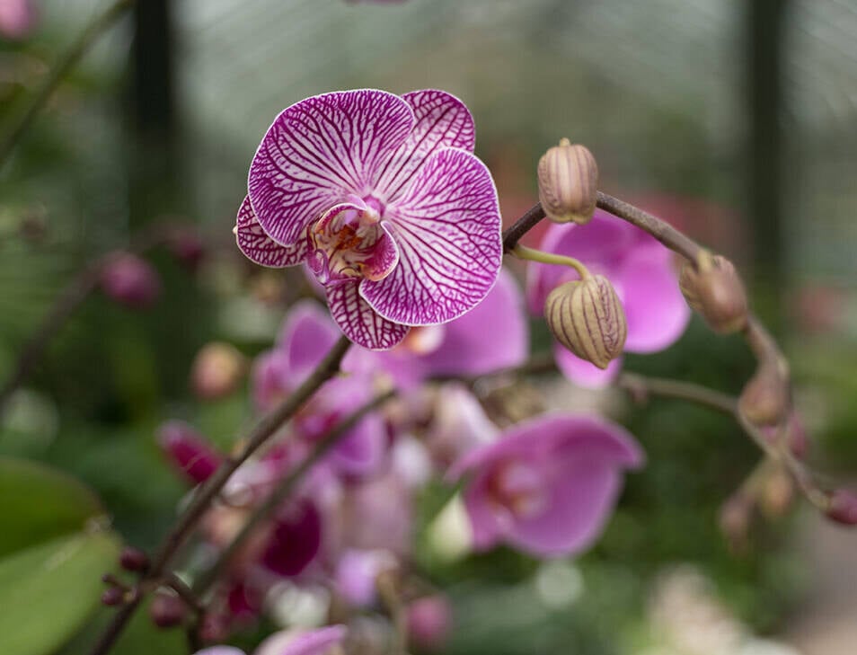 Orchid Display