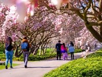 Niagara Falls Family Spring Blossoms