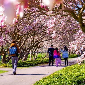 Niagara Falls Family Spring Blossoms