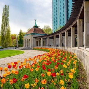 Tulips Oakes Garden Theatre