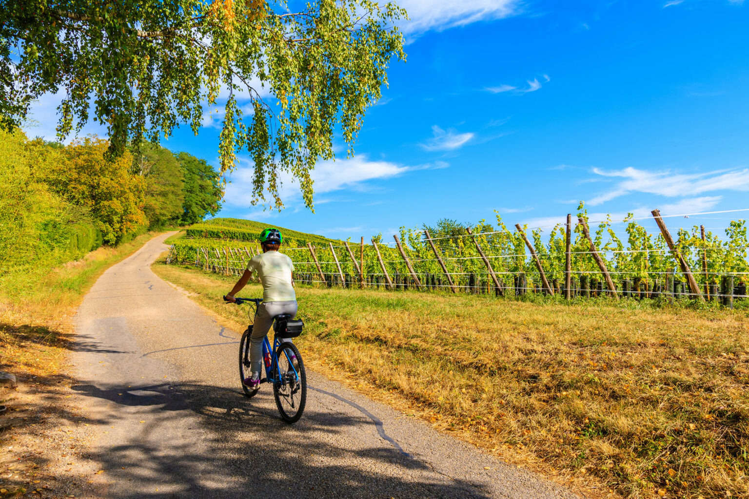niagara vineyard biking