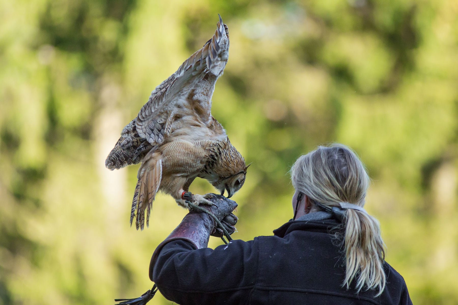 PD Day: Birds of Prey with Mountsberg Conservation