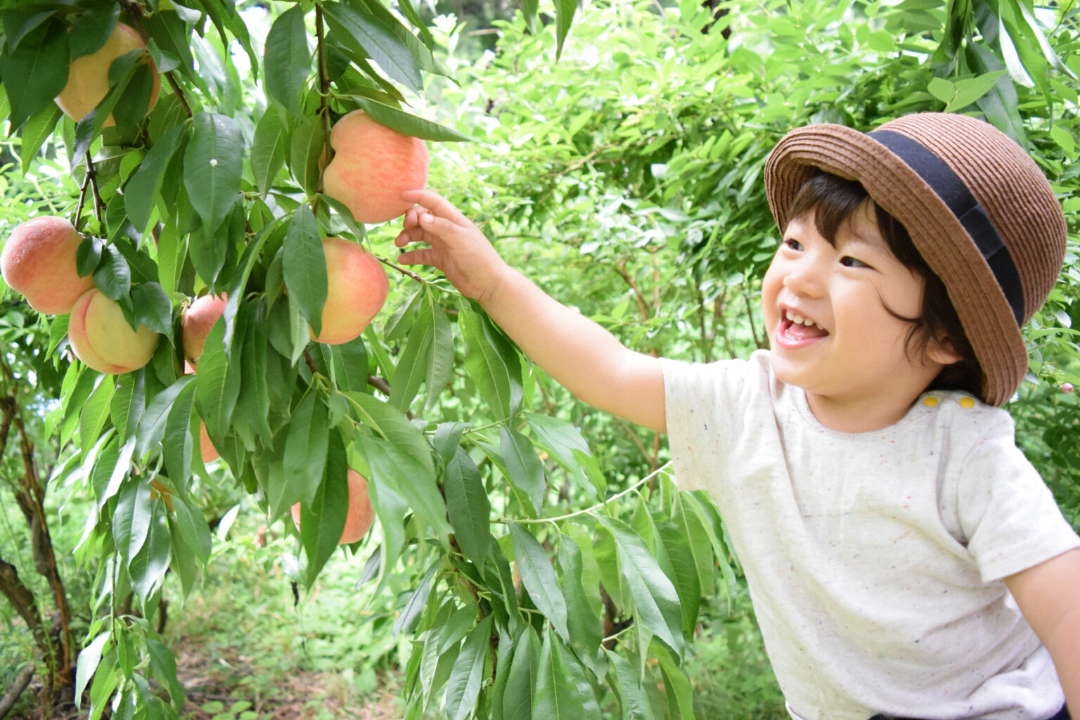 cute boy is picking fruits which are fresh peaches