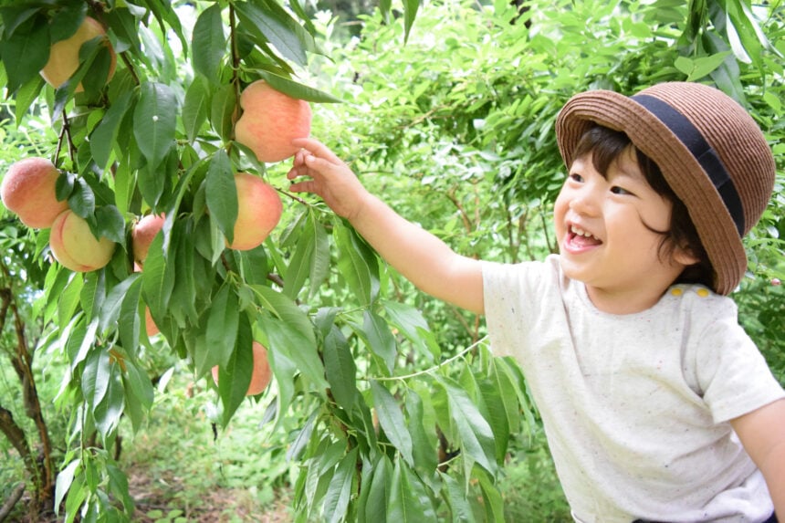 cute boy is picking fruits which are fresh peaches