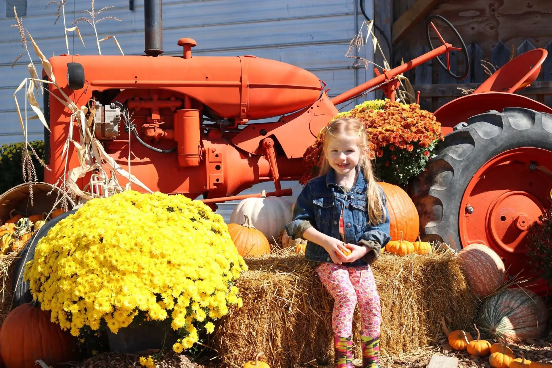 Howell's Pumpkin Farm Niagara