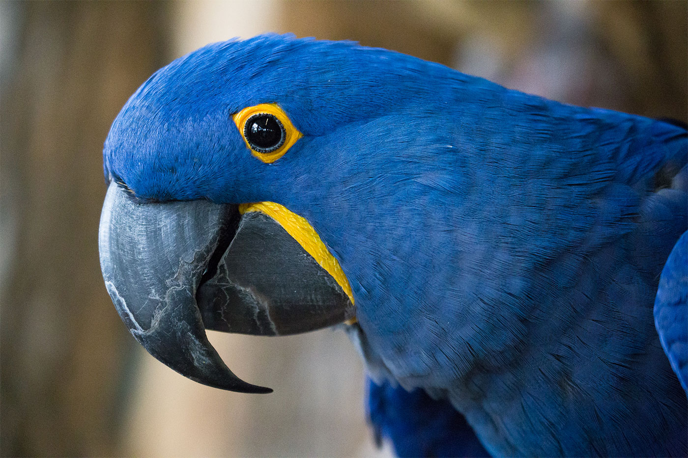 Bird Kingdom Niagara Falls