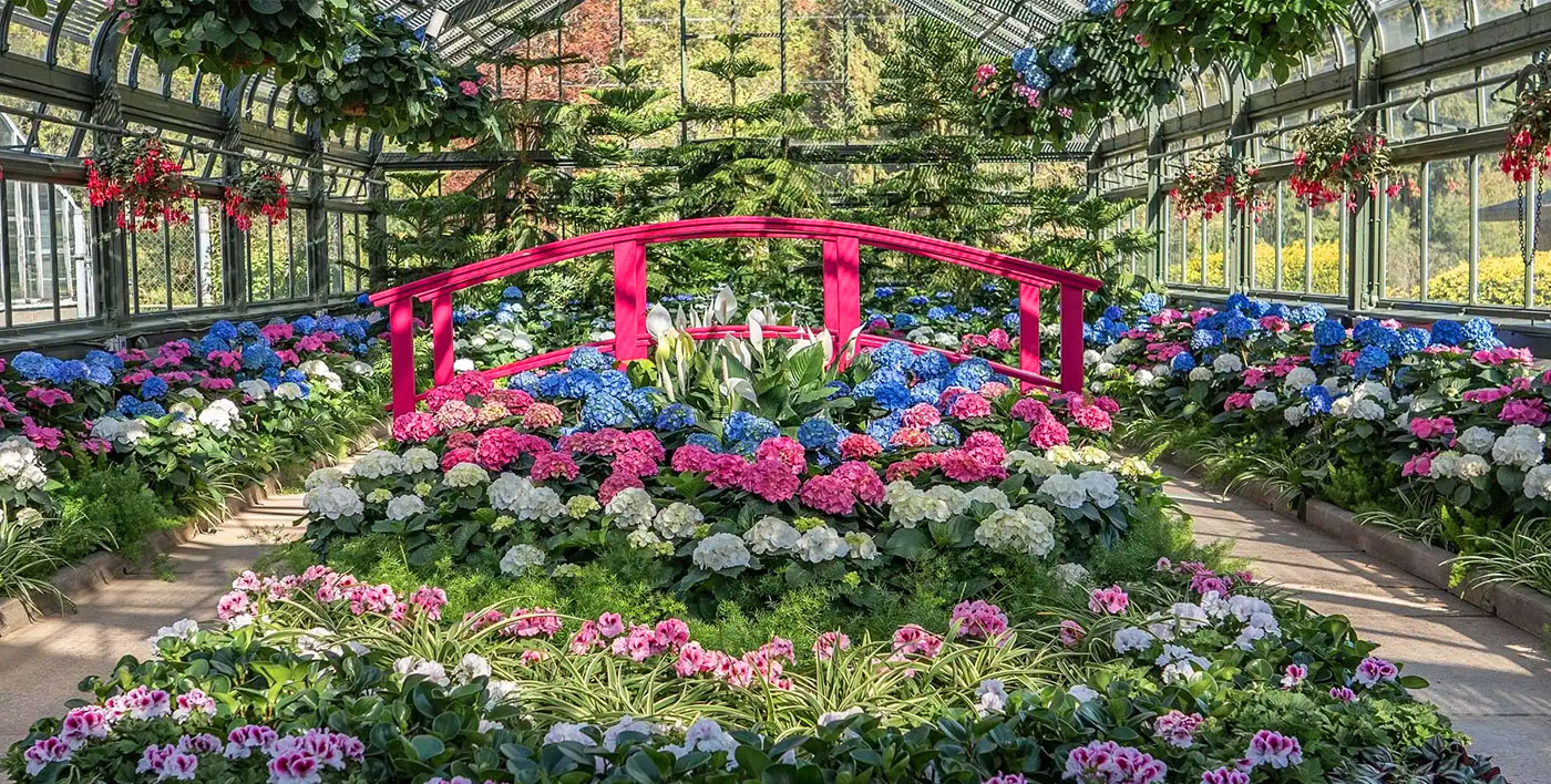 Floral Showhouse Hydrangea Display