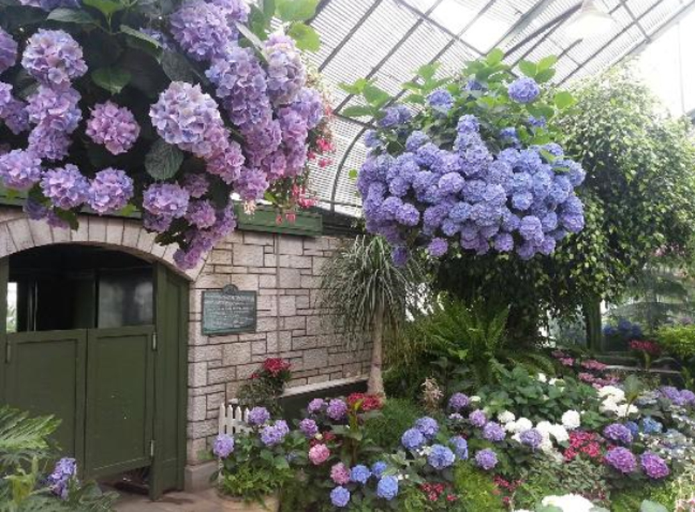 Floral Showhouse Hydrangea Display Floral Showhouse Hydrangea Display