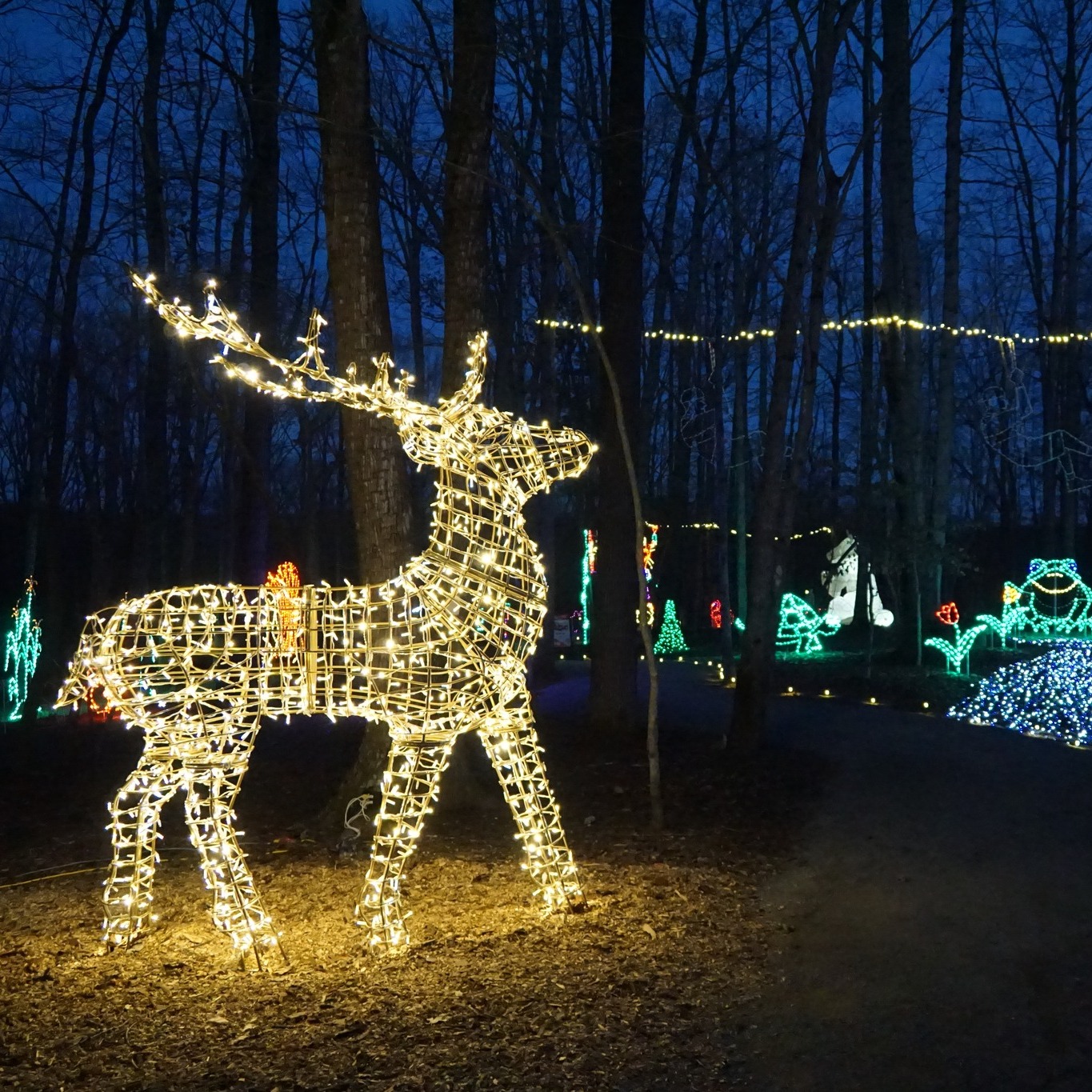 safari niagara lights discount code