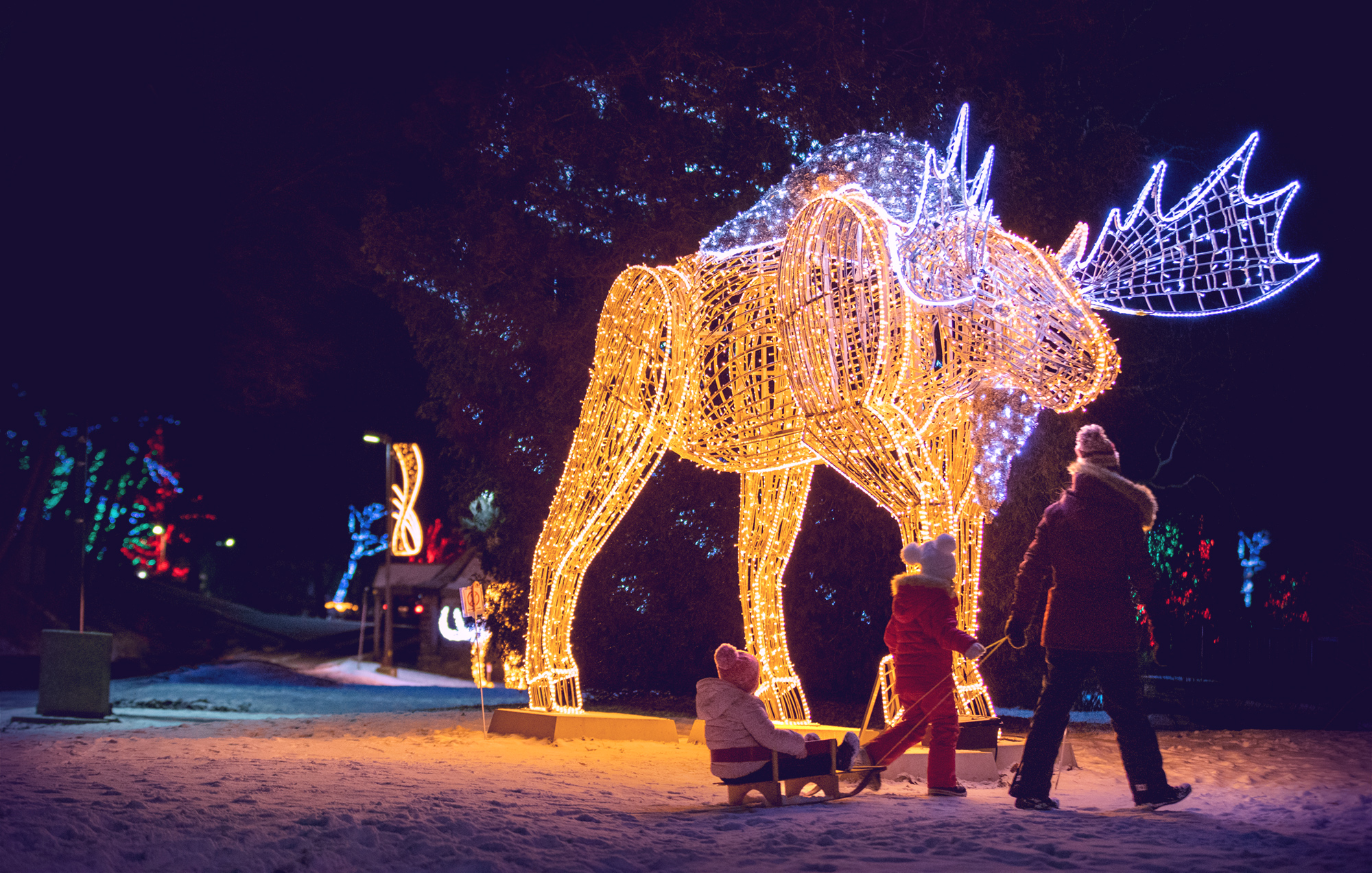 Winter Festival of Lights Moose Display