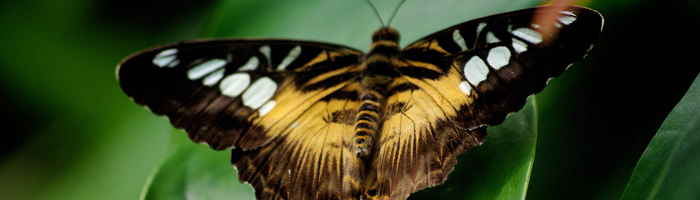 Photo Credit: <a href="https://www.flickr.com/photos/pellesten/2759966171/">Pelle Sten</a> | Flickr niagara butterfly conservatory