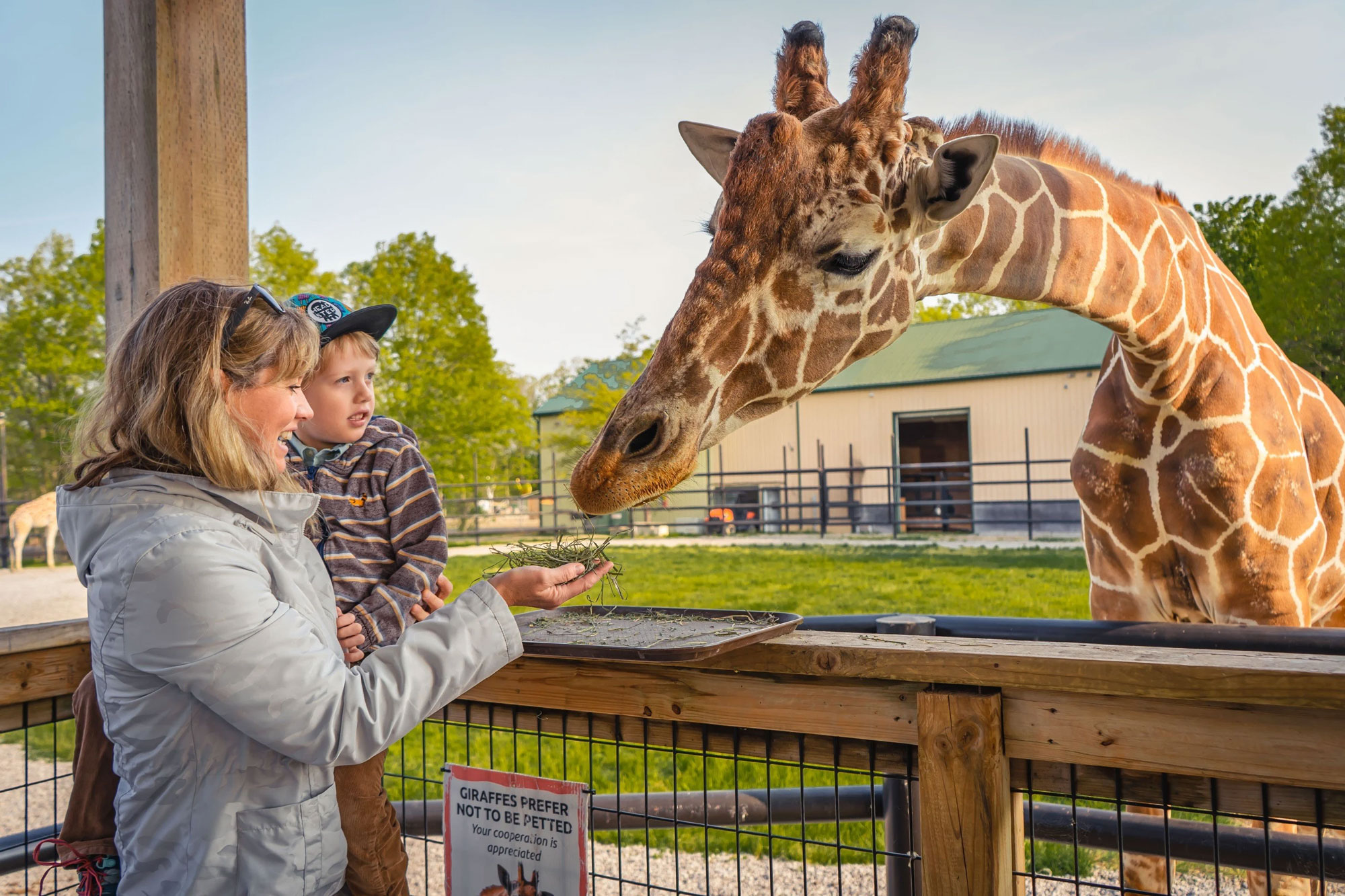 Safari Niagara daughter and mother feeding giraffe in full daylight