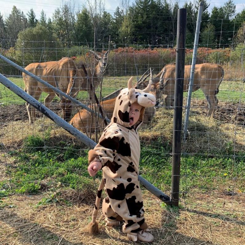 child dressed in a cow costume