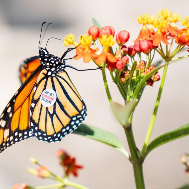 tagged monarch pollinating
