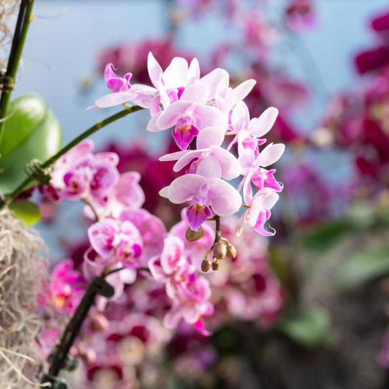 Orchid Show at the Floral Showhouse