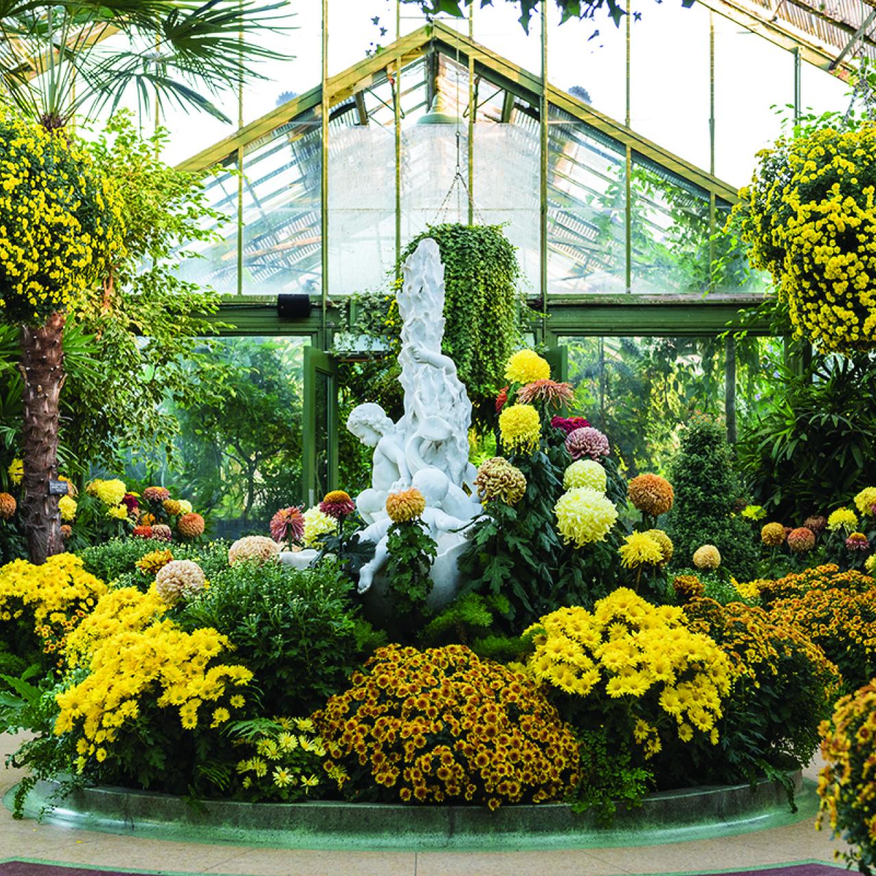 Floral Showhouse Chrysanthemum Show Floral Showhouse Chrysanthemum Show