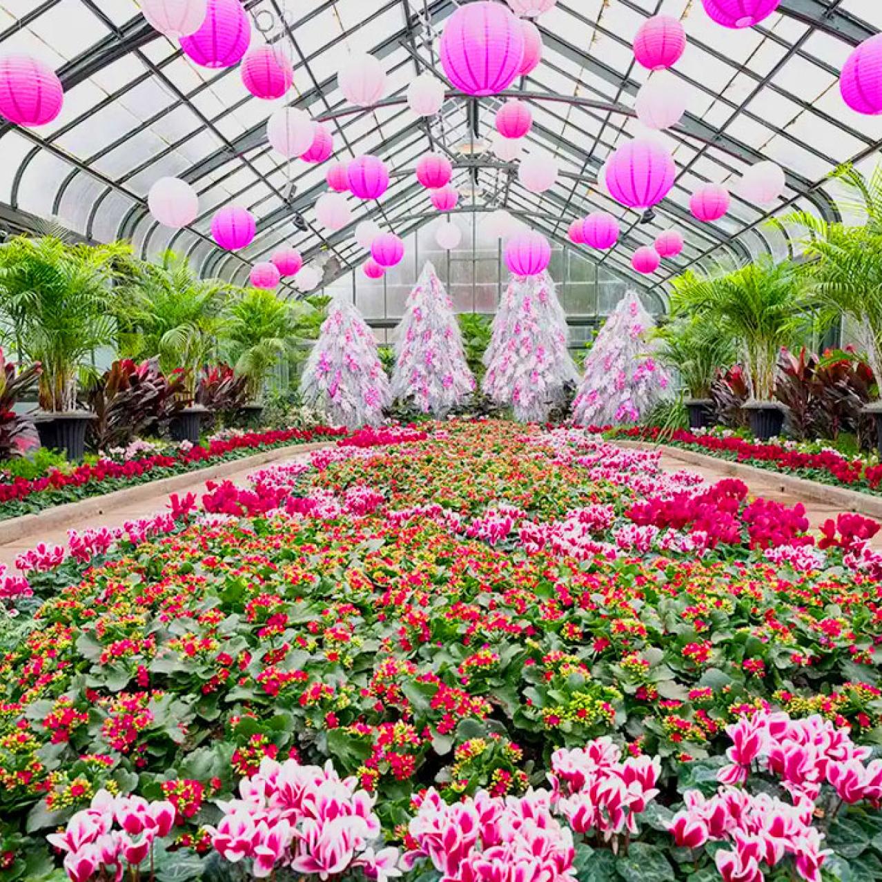 Cyclamen Display at the Floral Showhouse
