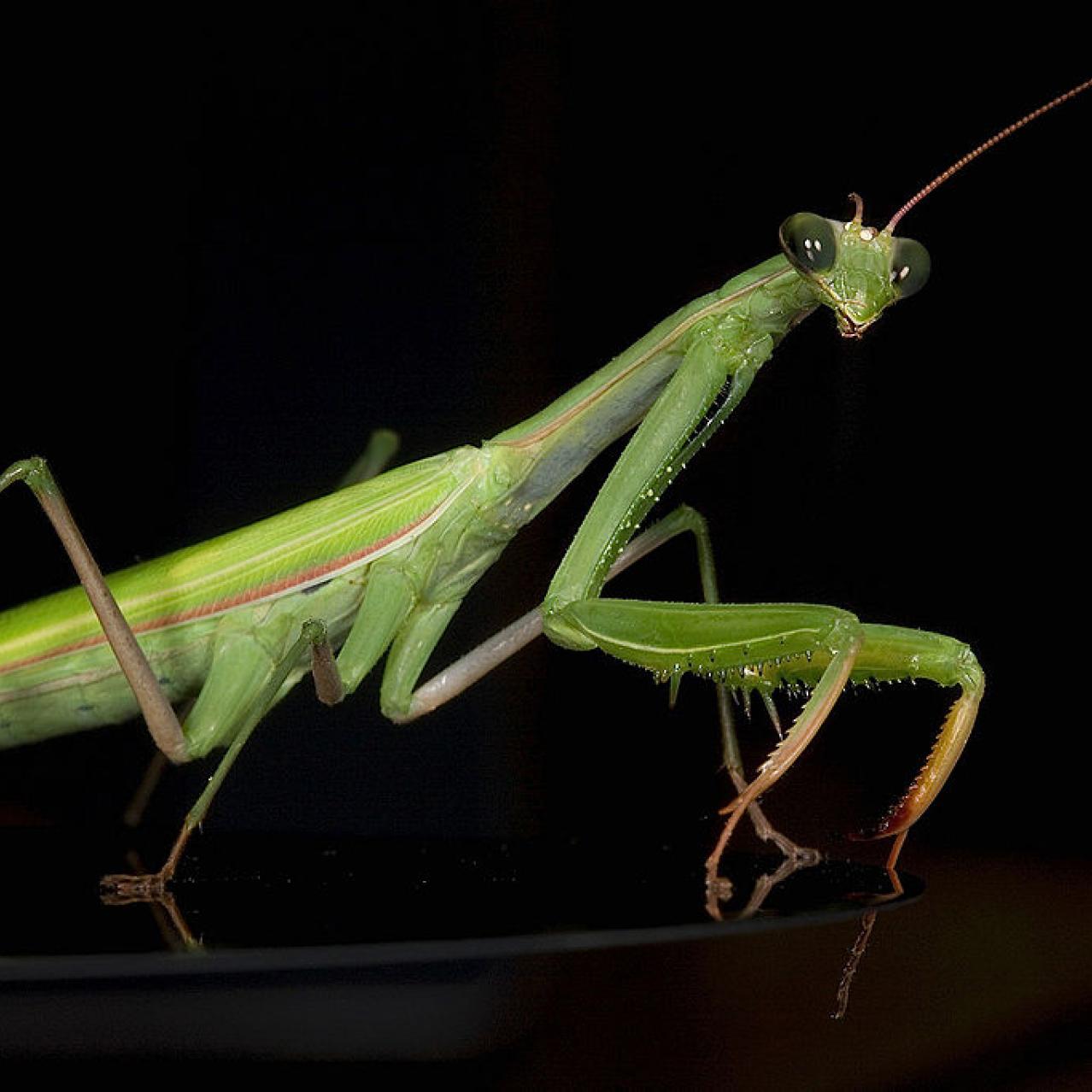 We are the Insects We are the Insects