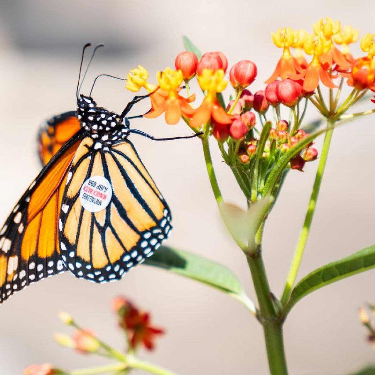 tagged monarch pollinating