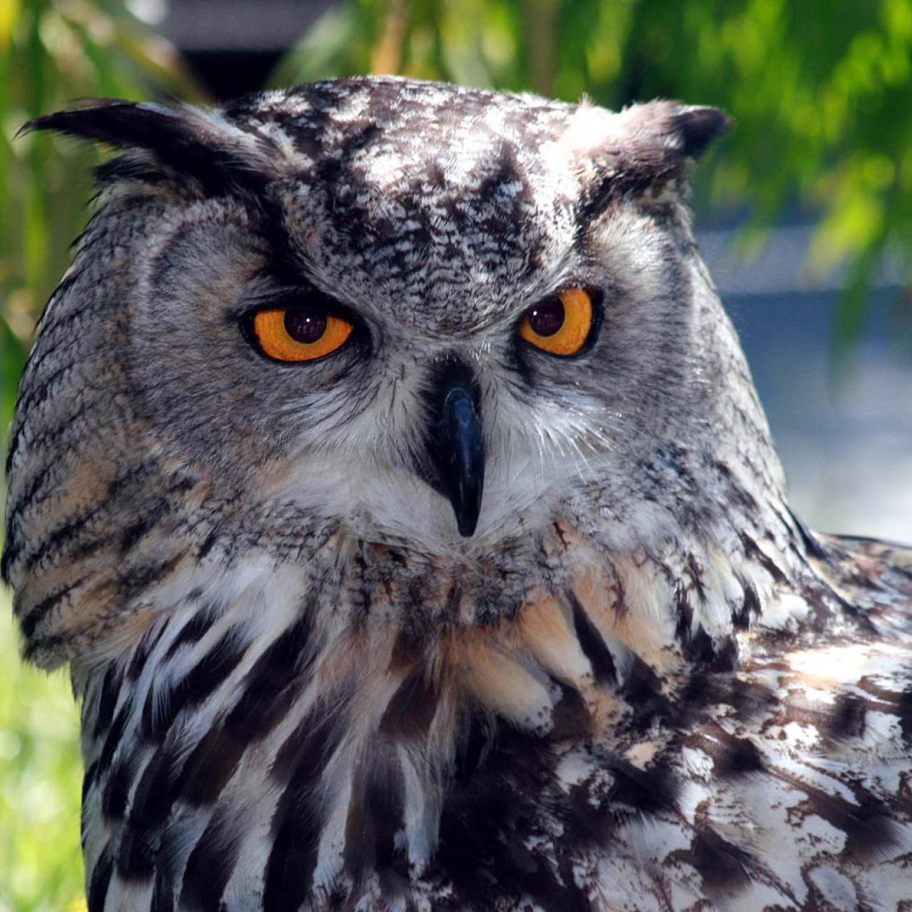 Hoot for the Holidays Hoot for the Holidays