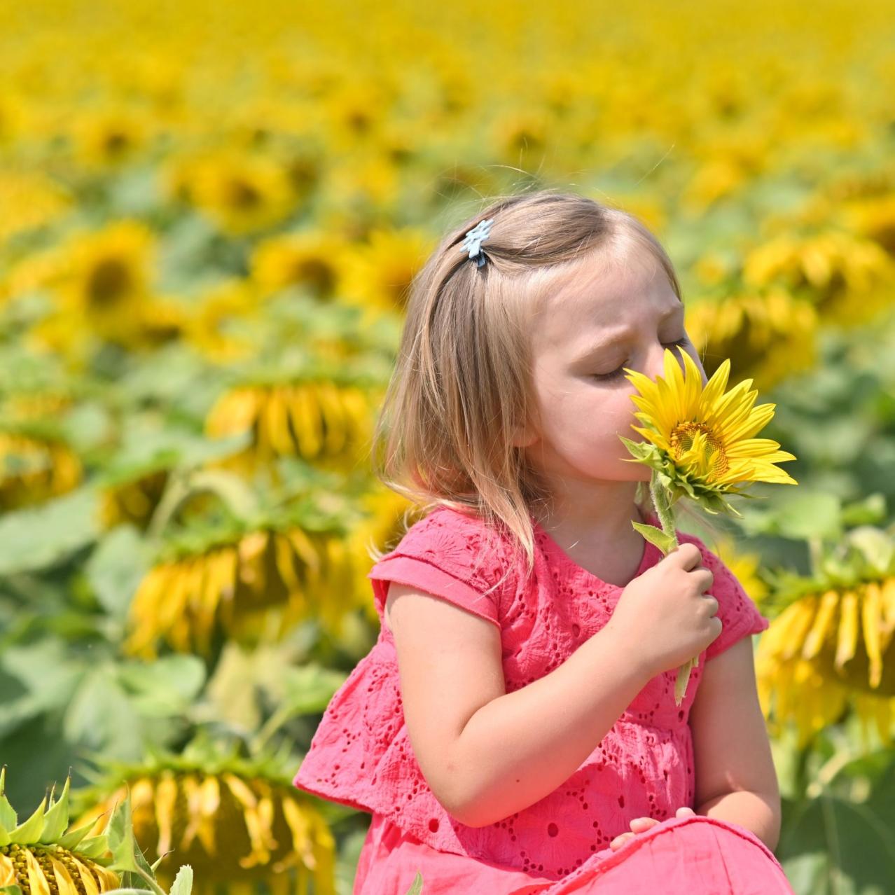 child picking a sunflower
