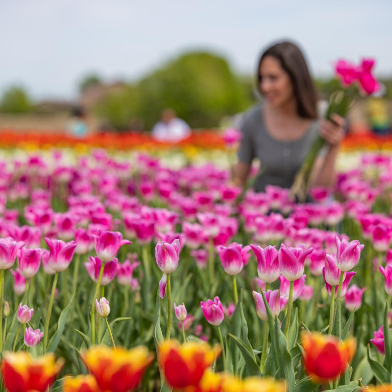 A woman collecting tulips in a field surrounded by flowers