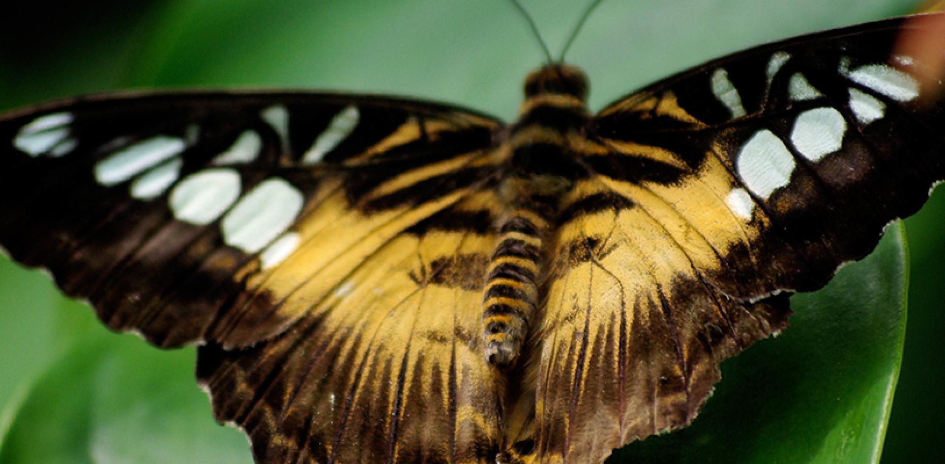 niagara butterfly conservatory