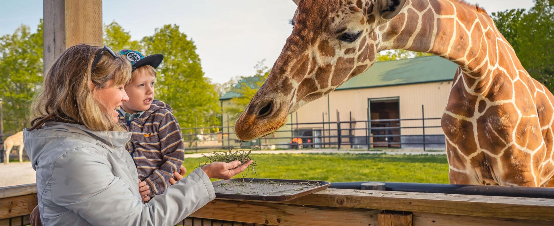 Safari Niagara daughter and mother feeding giraffe in full daylight
